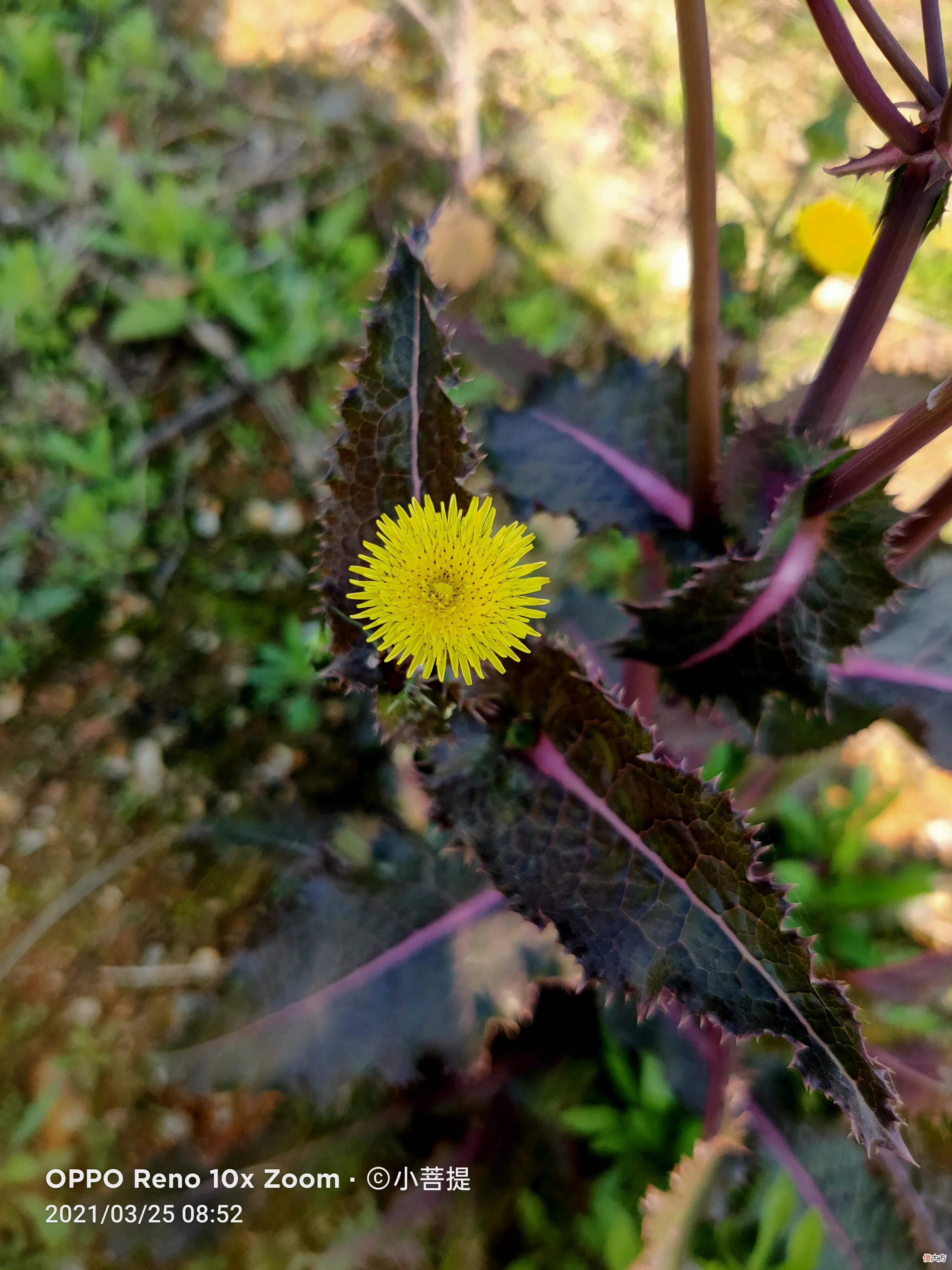 花叶滇苦菜和通泉草最为干净纯洁的花朵 花叶滇苦菜有几种