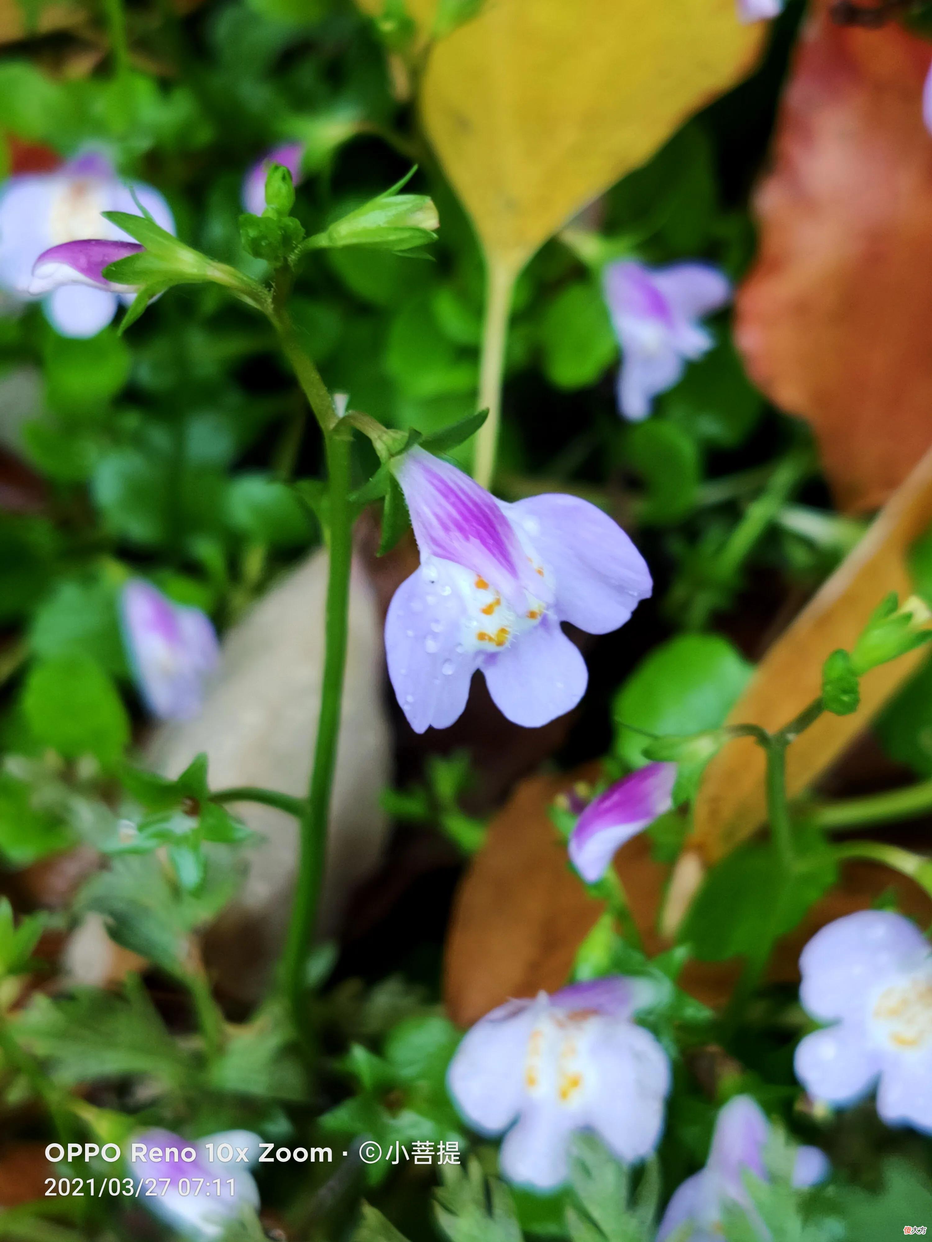 花叶滇苦菜和通泉草最为干净纯洁的花朵 花叶滇苦菜有几种