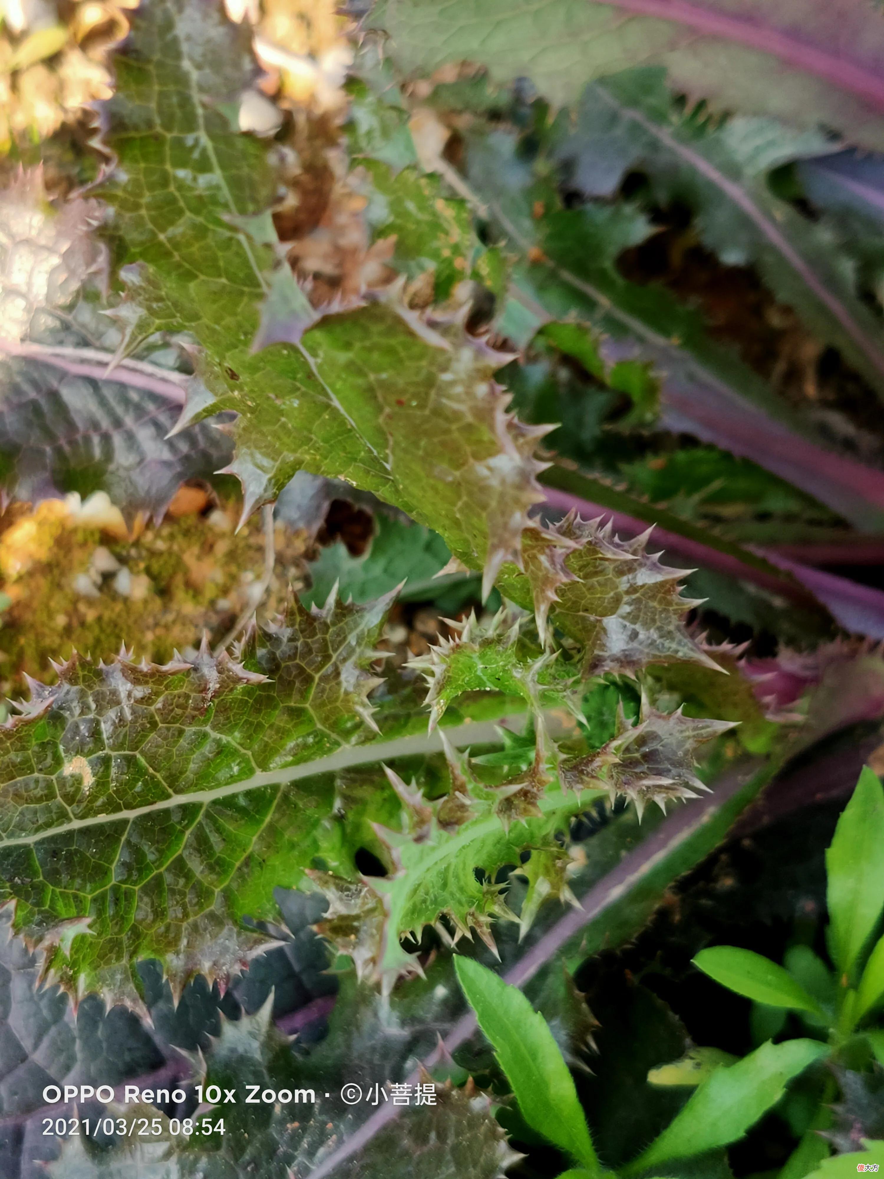花叶滇苦菜和通泉草最为干净纯洁的花朵 花叶滇苦菜有几种