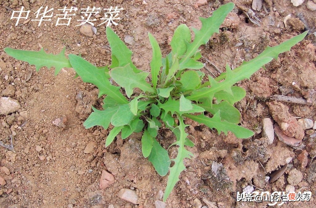 野生苦菜知多少 野生苦菜长什么样