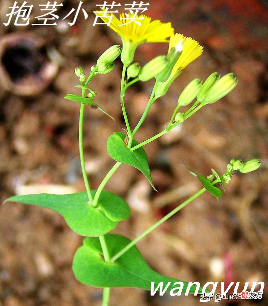 野生苦菜知多少 野生苦菜长什么样