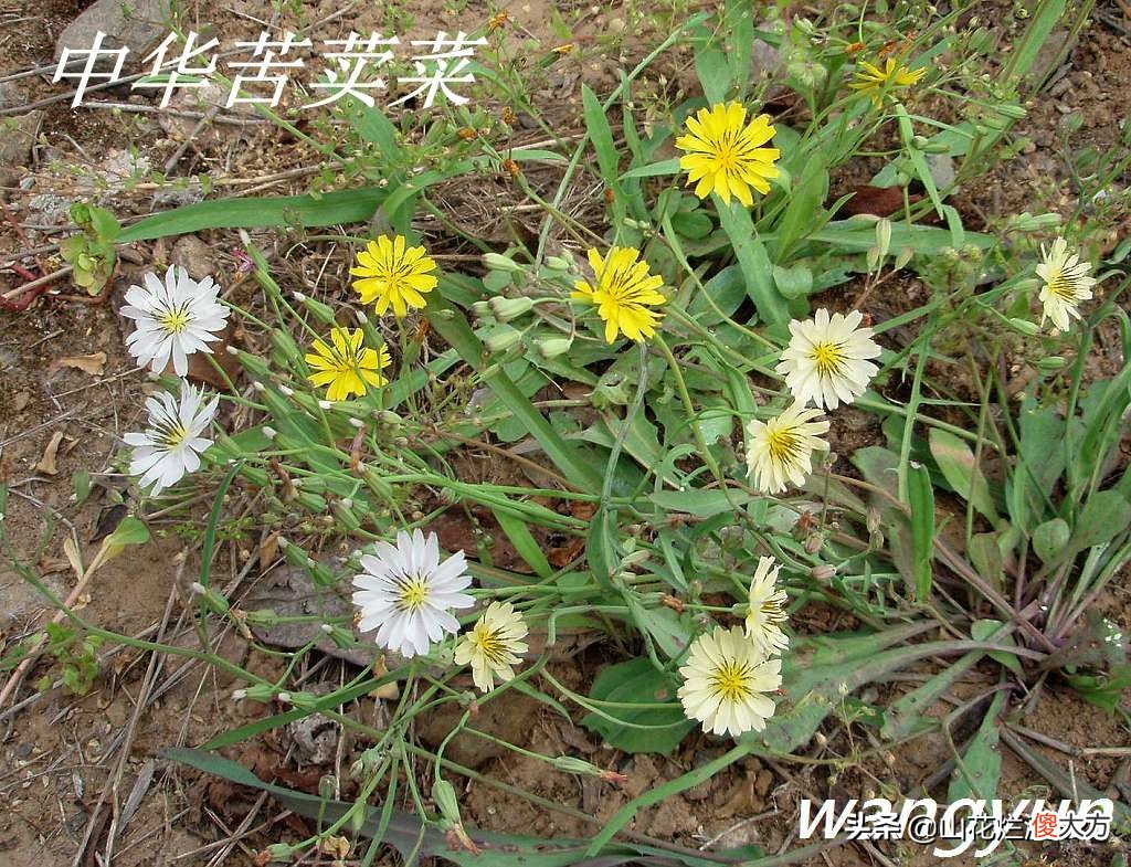 野生苦菜知多少 野生苦菜长什么样