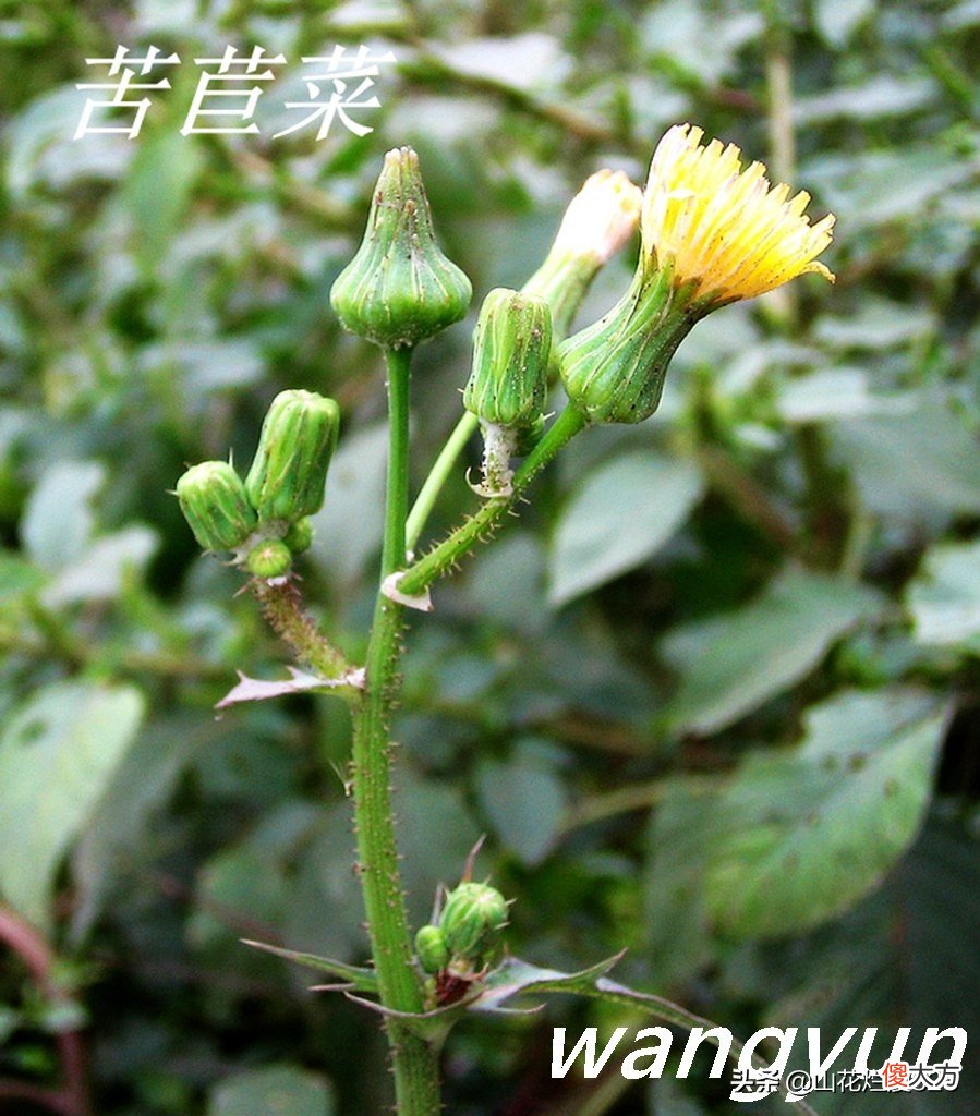 野生苦菜知多少 野生苦菜长什么样