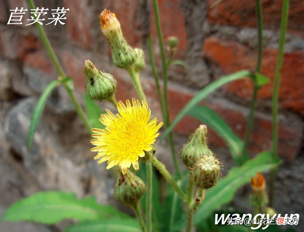 野生苦菜知多少 野生苦菜长什么样