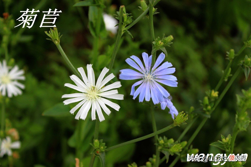 野生苦菜知多少 野生苦菜长什么样