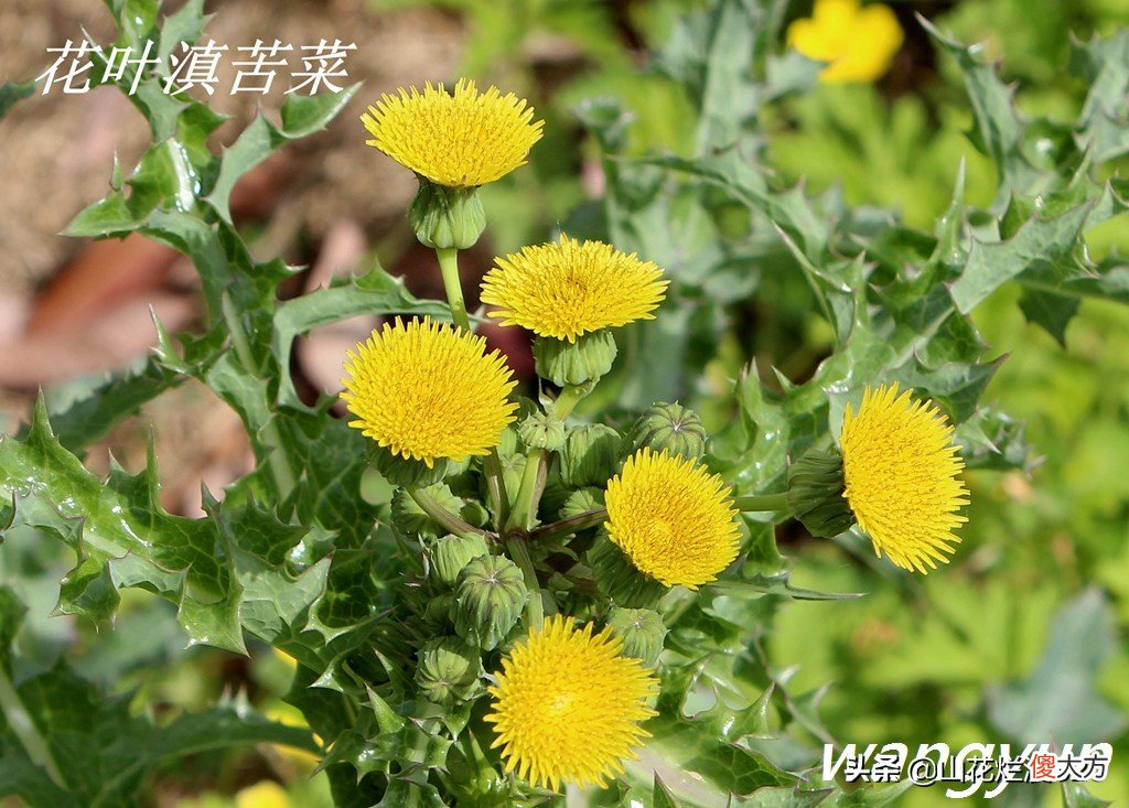 野生苦菜知多少 野生苦菜长什么样