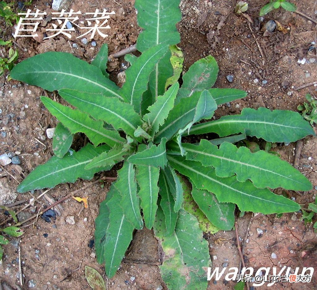 野生苦菜知多少 野生苦菜长什么样
