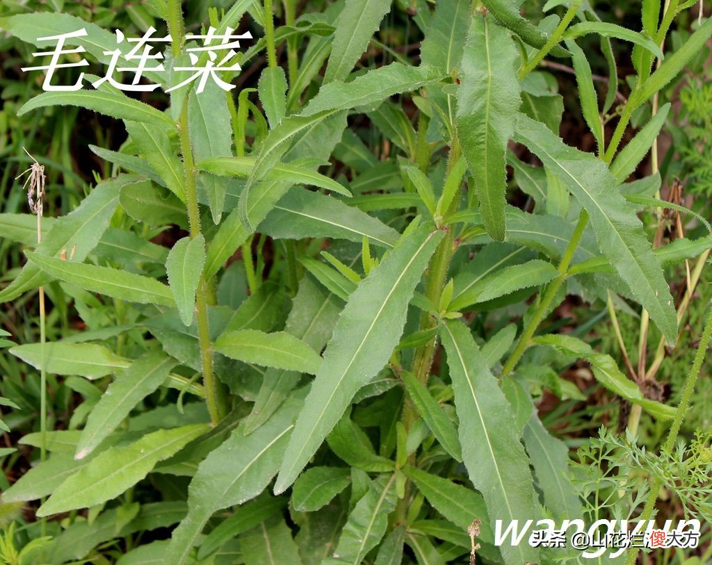 野生苦菜知多少 野生苦菜长什么样