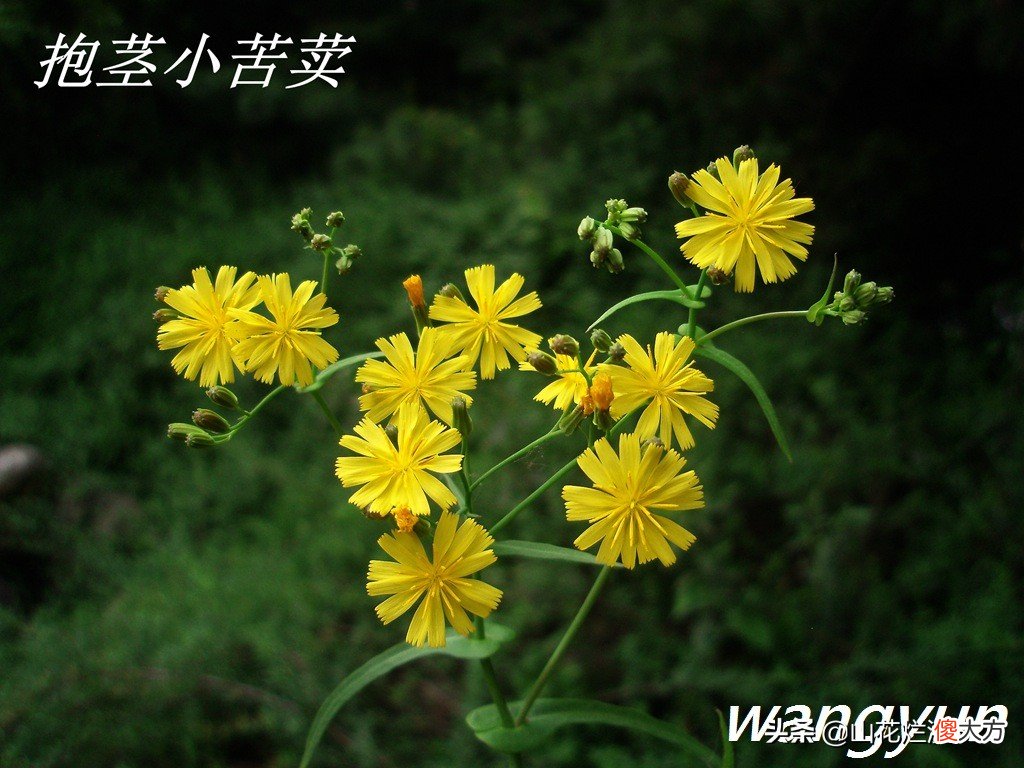 野生苦菜知多少 野生苦菜长什么样