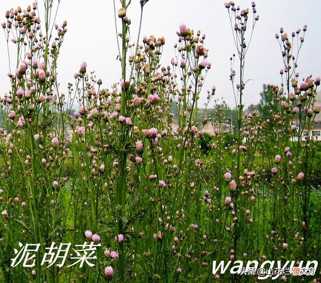 野生苦菜知多少 野生苦菜长什么样