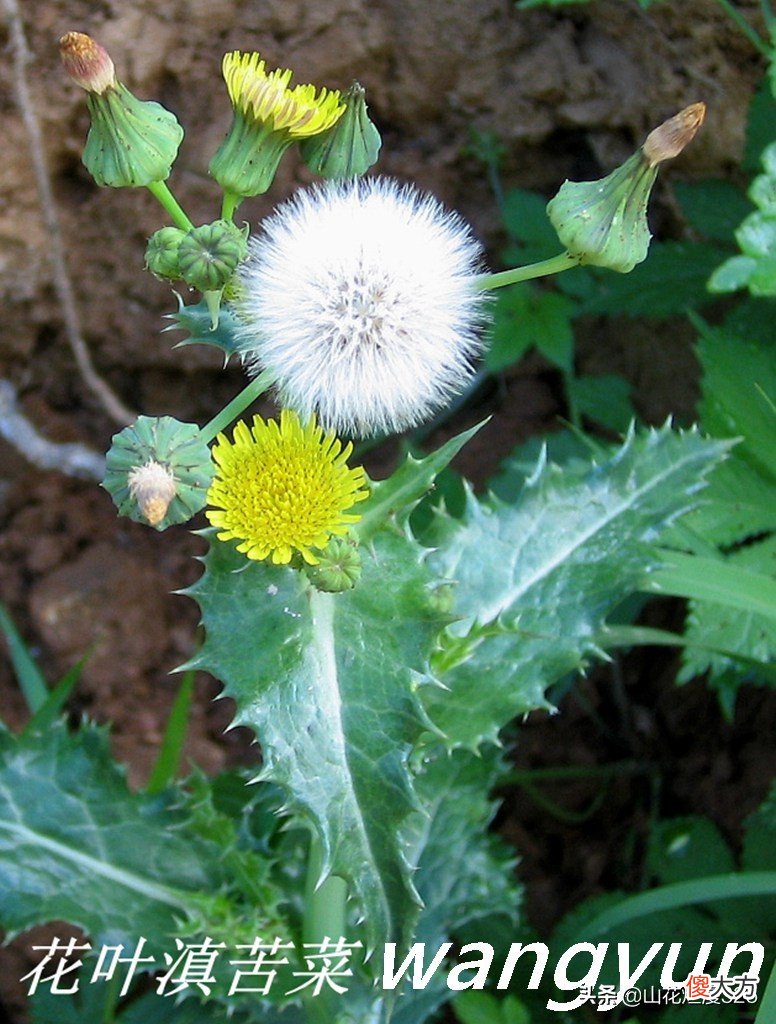 野生苦菜知多少 野生苦菜长什么样
