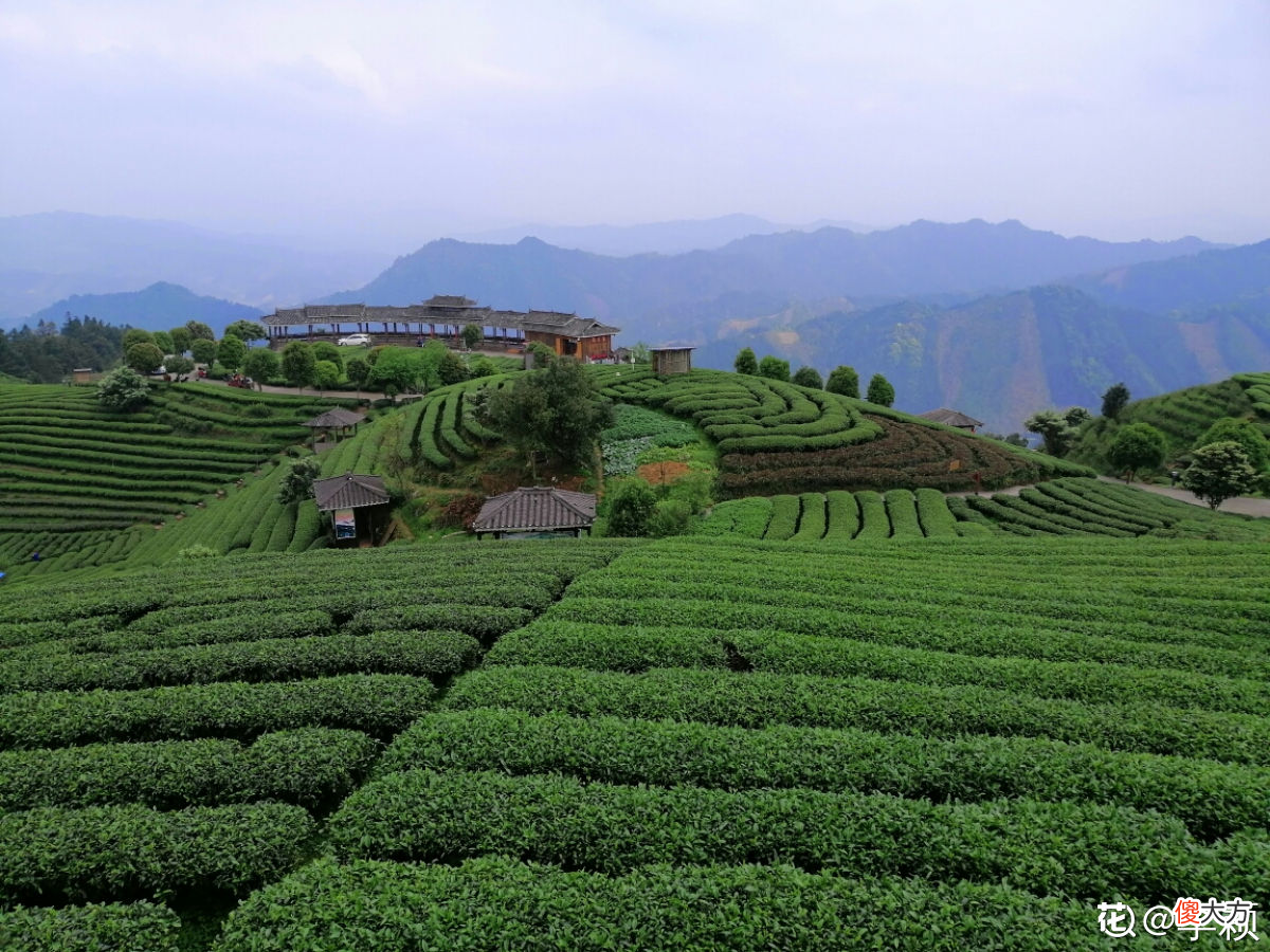 原来红茶不是长在红茶树上 红茶是长在树上的吗