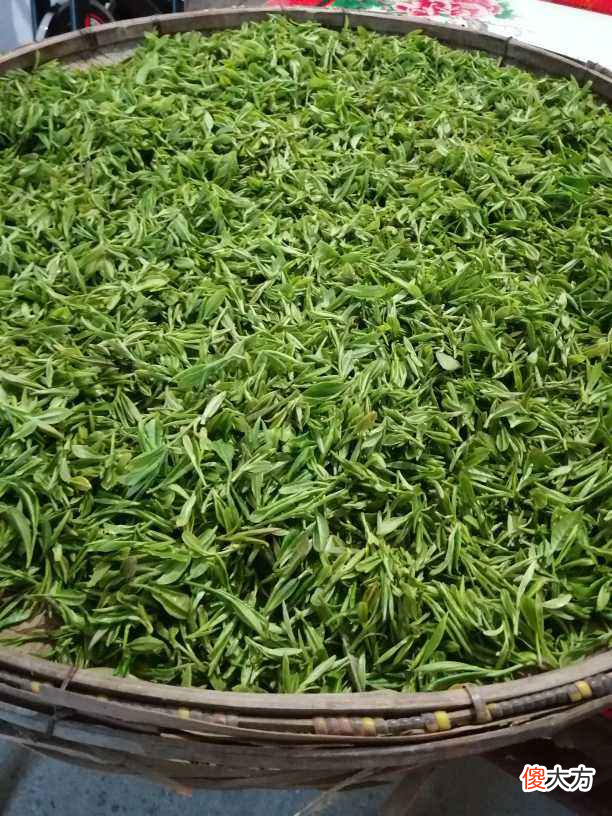 原来红茶不是长在红茶树上 红茶是长在树上的吗