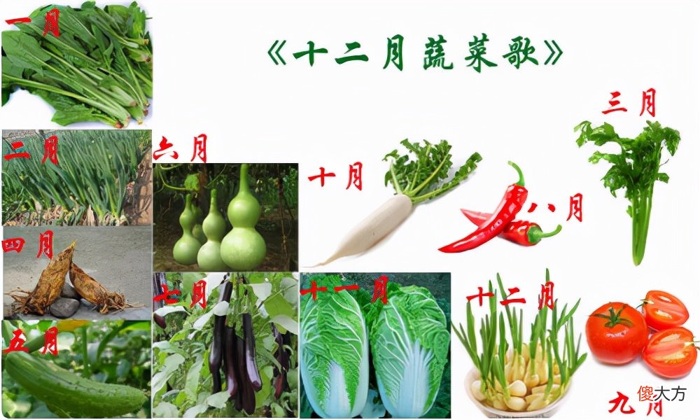 还在为吃什么当季蔬菜而发愁吗 现在是吃什么的季节蔬菜