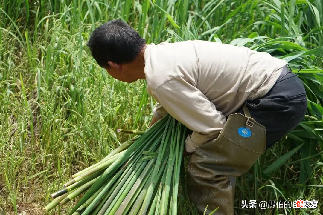 乡村美食：难忘苏北老家的蒲菜