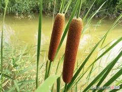 乡村美食：难忘苏北老家的蒲菜