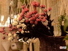 干花为什么会发霉 干花为啥会发霉