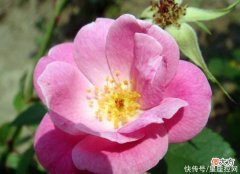 【星座控】生肖羊出生在农历哪个月，重感情又靠谱，注定收获钱与爱