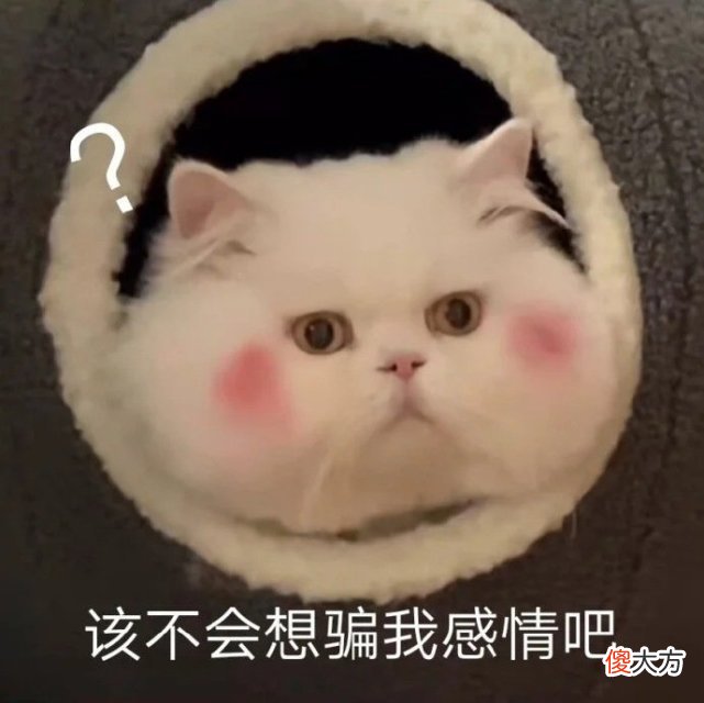 送女朋友的最佳绿植 适合送女朋友的绿植