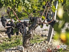 葡萄酒品牌加盟排行榜 葡萄酒品牌代理加盟费用怎么收