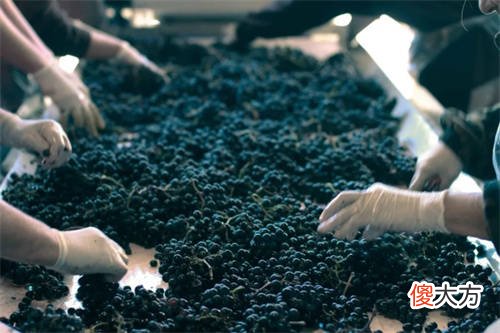 红酒店加盟费多少钱 红酒酒庄加盟店