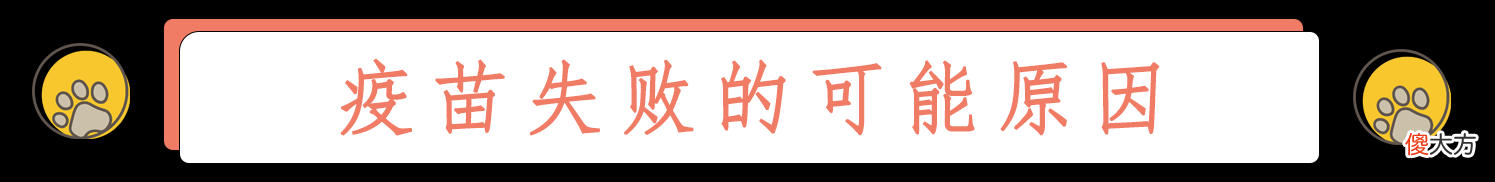 人和猫都逃不过的疫苗到底起什么作用 疫苗对猫有什么作用