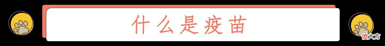人和猫都逃不过的疫苗到底起什么作用 疫苗对猫有什么作用
