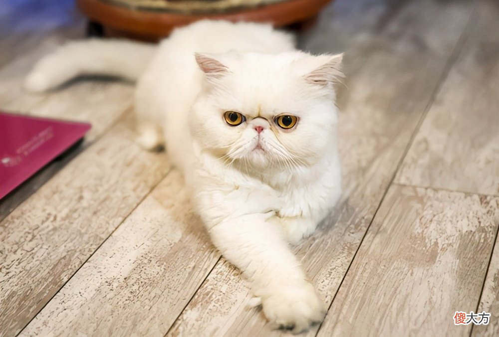 人和猫都逃不过的疫苗到底起什么作用 疫苗对猫有什么作用