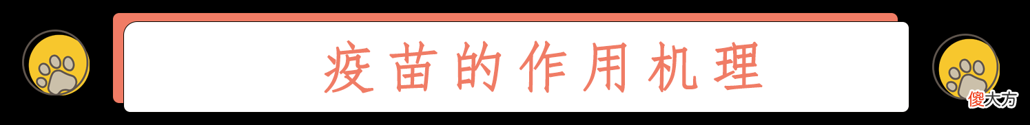 人和猫都逃不过的疫苗到底起什么作用 疫苗对猫有什么作用