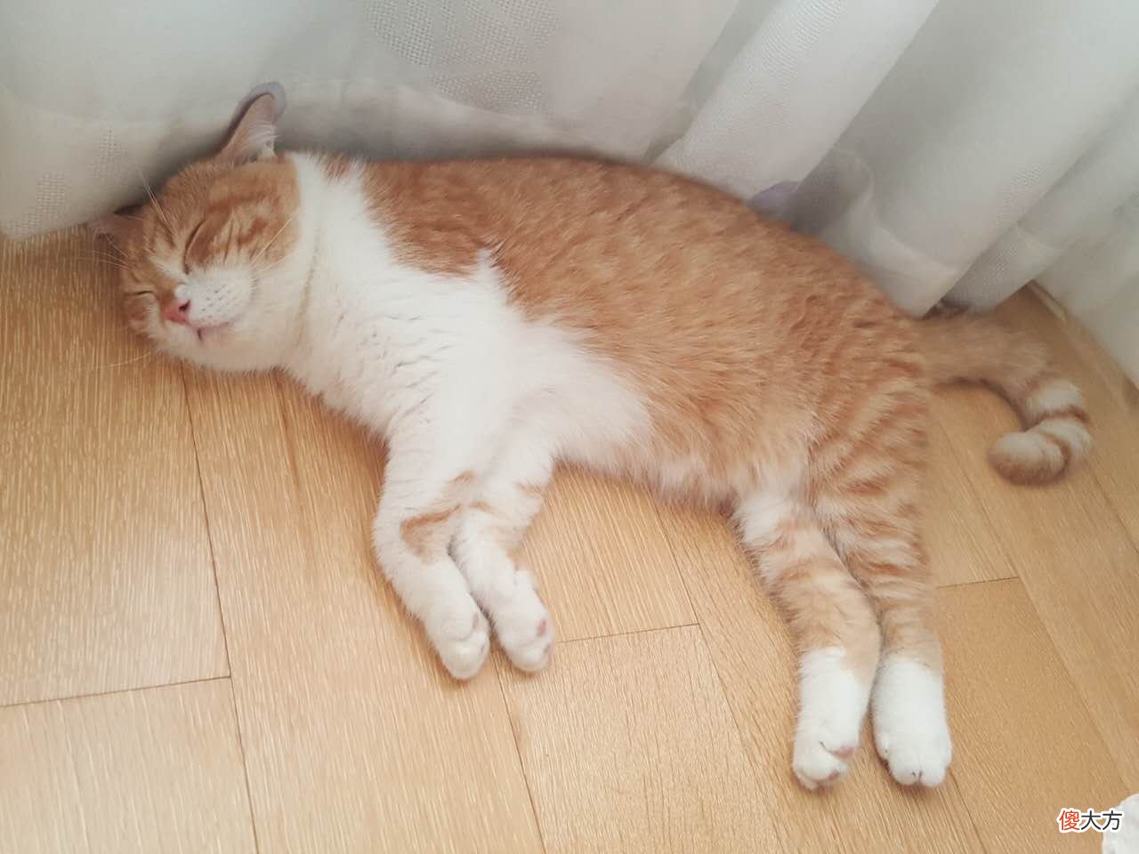 人和猫都逃不过的疫苗到底起什么作用 疫苗对猫有什么作用