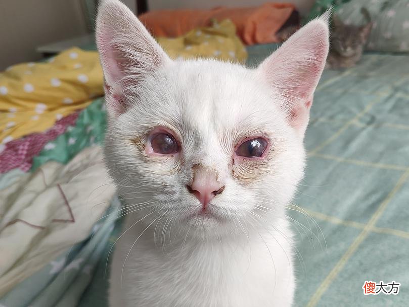 人和猫都逃不过的疫苗到底起什么作用 疫苗对猫有什么作用