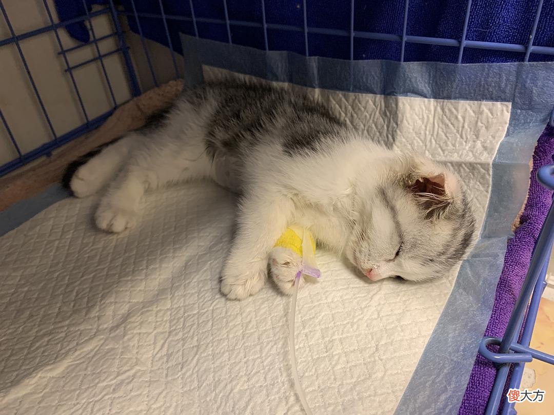 人和猫都逃不过的疫苗到底起什么作用 疫苗对猫有什么作用