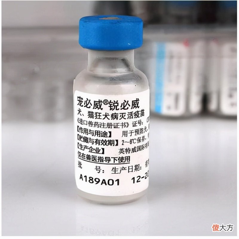 猫咪疫苗有必要打吗 猫咪疫苗必须打吗