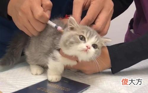 猫咪的疫苗能预防哪些传染病 给猫打什么疫苗防止传染病