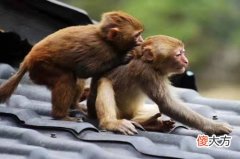 属猴男晚婚会娶哪个生肖女(图文)