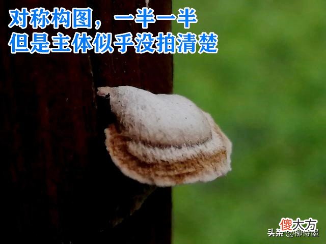 用手机和相机拍摄秋色 手机怎么拍秋色