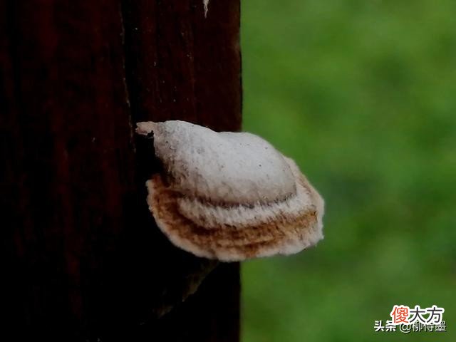 用手机和相机拍摄秋色 手机怎么拍秋色