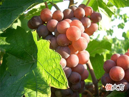 红酒加盟店需要注意什么 加盟红酒店加盟费要多少
