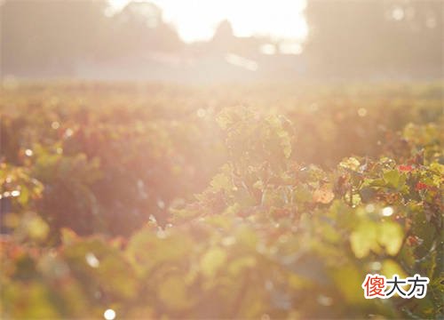 进口红酒国内代理是怎么划分的 进口品牌红酒代理加盟