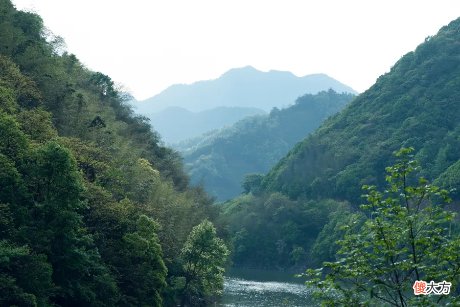才能成就这名动天下的太平猴魁 太平猴魁被誉为