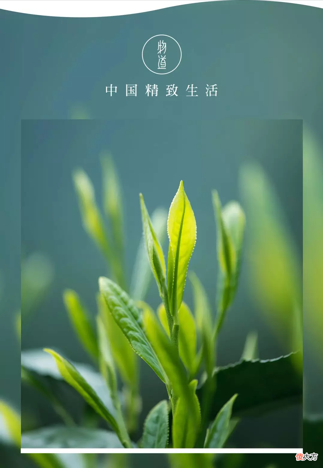 才能成就这名动天下的太平猴魁 太平猴魁被誉为
