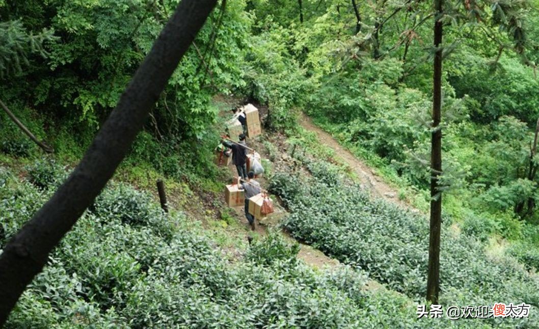 安徽价格最高的茶是太平猴魁吗 太平猴魁是高档茶吗