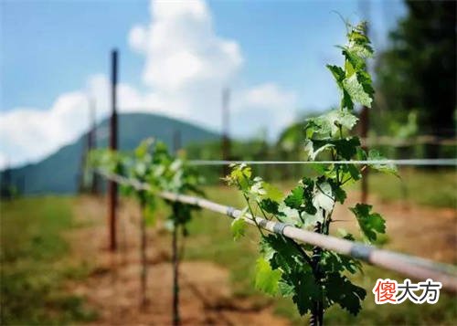 贵腐葡萄酒配什么食物 贵腐葡萄酒属于甜型葡萄酒吗