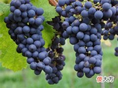 开红酒品牌加盟店要注意哪些方面 红酒生意一开始怎么做