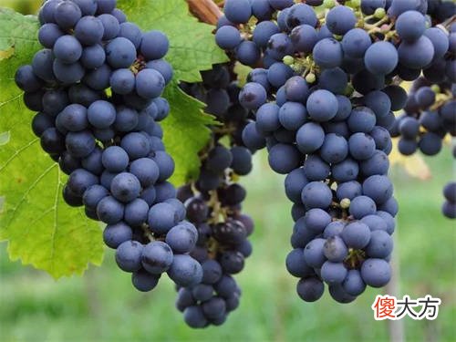 开红酒品牌加盟店要注意哪些方面 红酒生意一开始怎么做