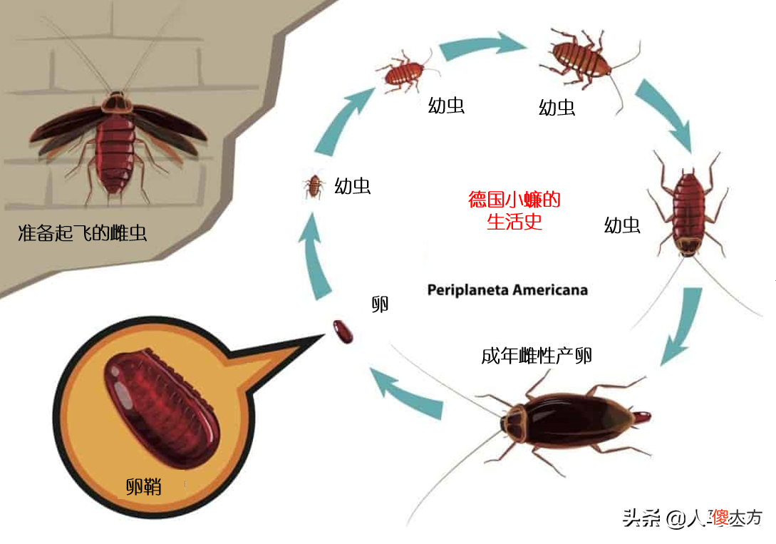 深圳奶茶中喝出黑色异物竟是蟑螂卵 珍珠奶茶喝出蟑螂卵