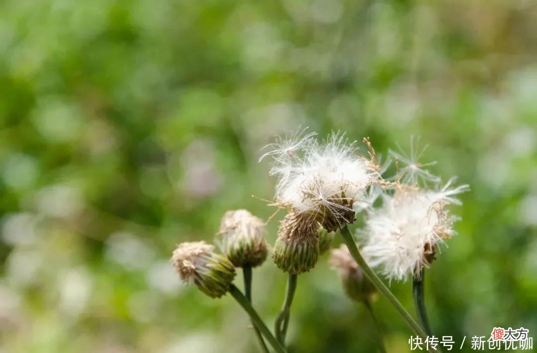 【星座控】5月，好运当头，财势理想，福气满满，生活富足且精彩的三个生肖