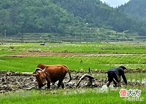 【爱历史】“中国最美囚犯”任雪:刚满22岁就被枪决,临刑前为何要张开嘴?