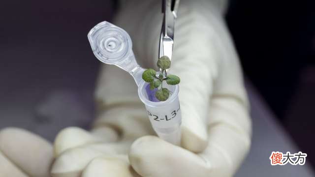 美国科学家首次使用月壤种植植物