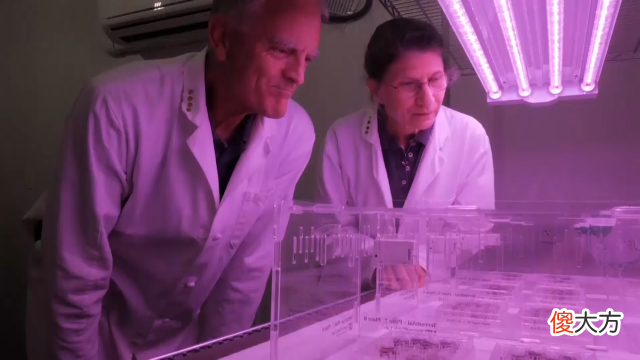 美国科学家首次使用月壤种植植物